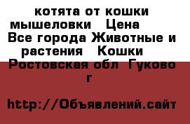 котята от кошки мышеловки › Цена ­ 10 - Все города Животные и растения » Кошки   . Ростовская обл.,Гуково г.